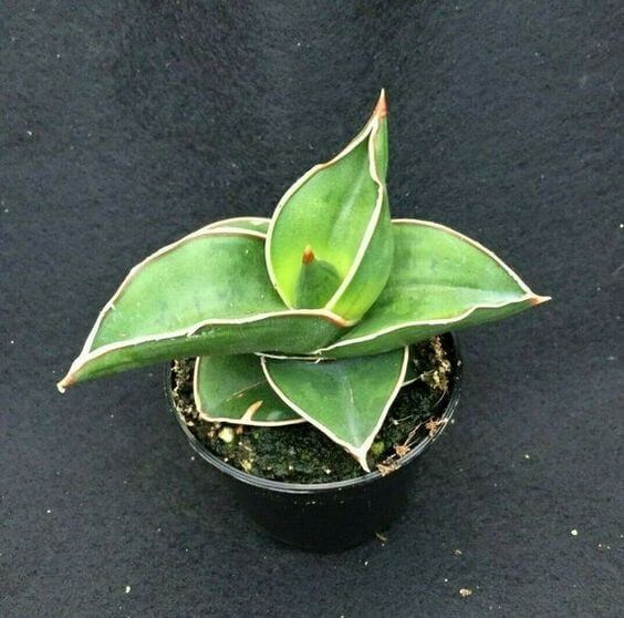 Lidah Mertua Sansevieria Ehrenbergii