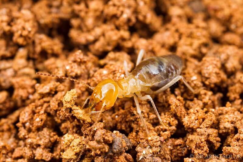 Rayap Dan Juga Protista