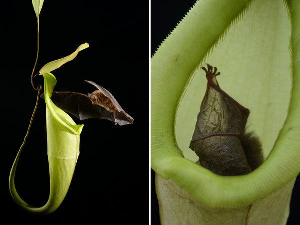 contoh simbiosis mutualisme